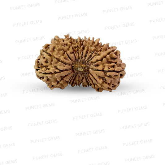 21 Mukhi Nepali Rudraksha (Super Collector Beads) Contact us for Price
