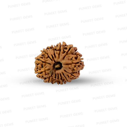 🌿 14 Mukhi Nepali Rudraksha (Natural & Certified). Medium