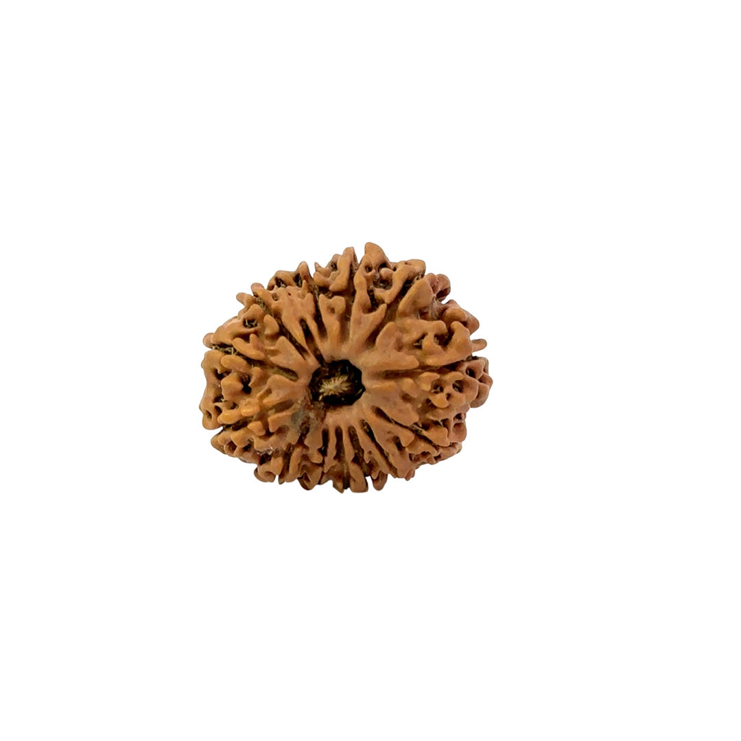 🌿 14 Mukhi Nepali Rudraksha (Natural & Certified). Medium