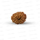 🌿 14 Mukhi Nepali Rudraksha (Natural & Certified). Medium