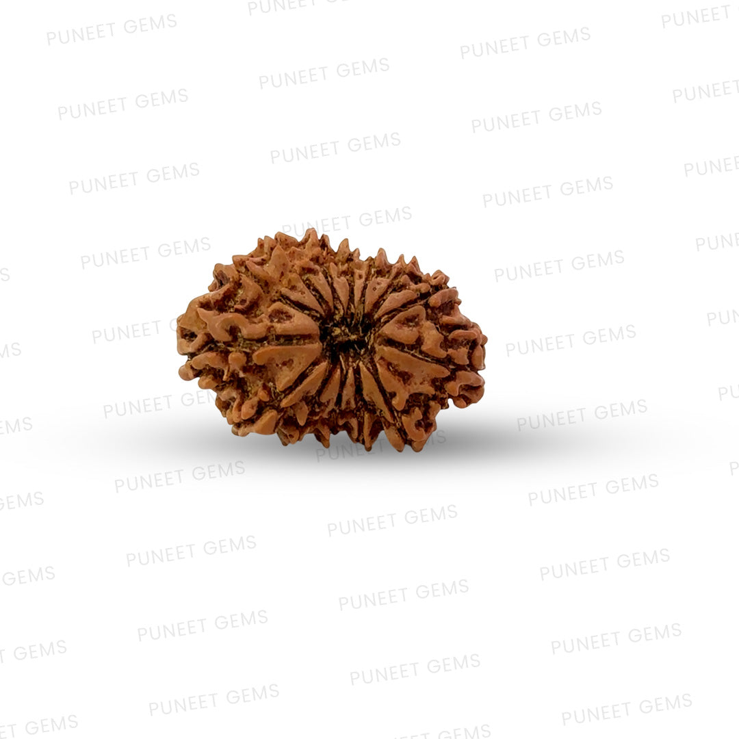 🌿 14 Mukhi Nepali Rudraksha (Natural & Certified). Medium