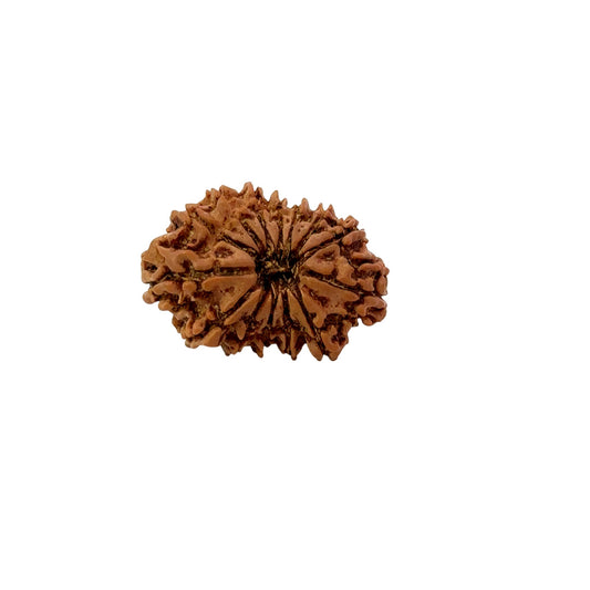 🌿 14 Mukhi Nepali Rudraksha (Natural & Certified). Medium