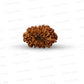 🌿 14 Mukhi Nepali Rudraksha (Natural & Certified). Medium