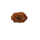 🌿 14 Mukhi Nepali Rudraksha (Natural & Certified). Medium