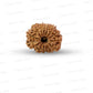 🌿 14 Mukhi Nepali Rudraksha (Natural & Certified). Medium