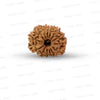 🌿 14 Mukhi Nepali Rudraksha (Natural & Certified). Medium