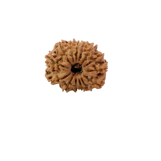 🌿 14 Mukhi Nepali Rudraksha (Natural & Certified). Medium