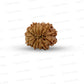 🌿 14 Mukhi Nepali Rudraksha (Natural & Certified). Medium