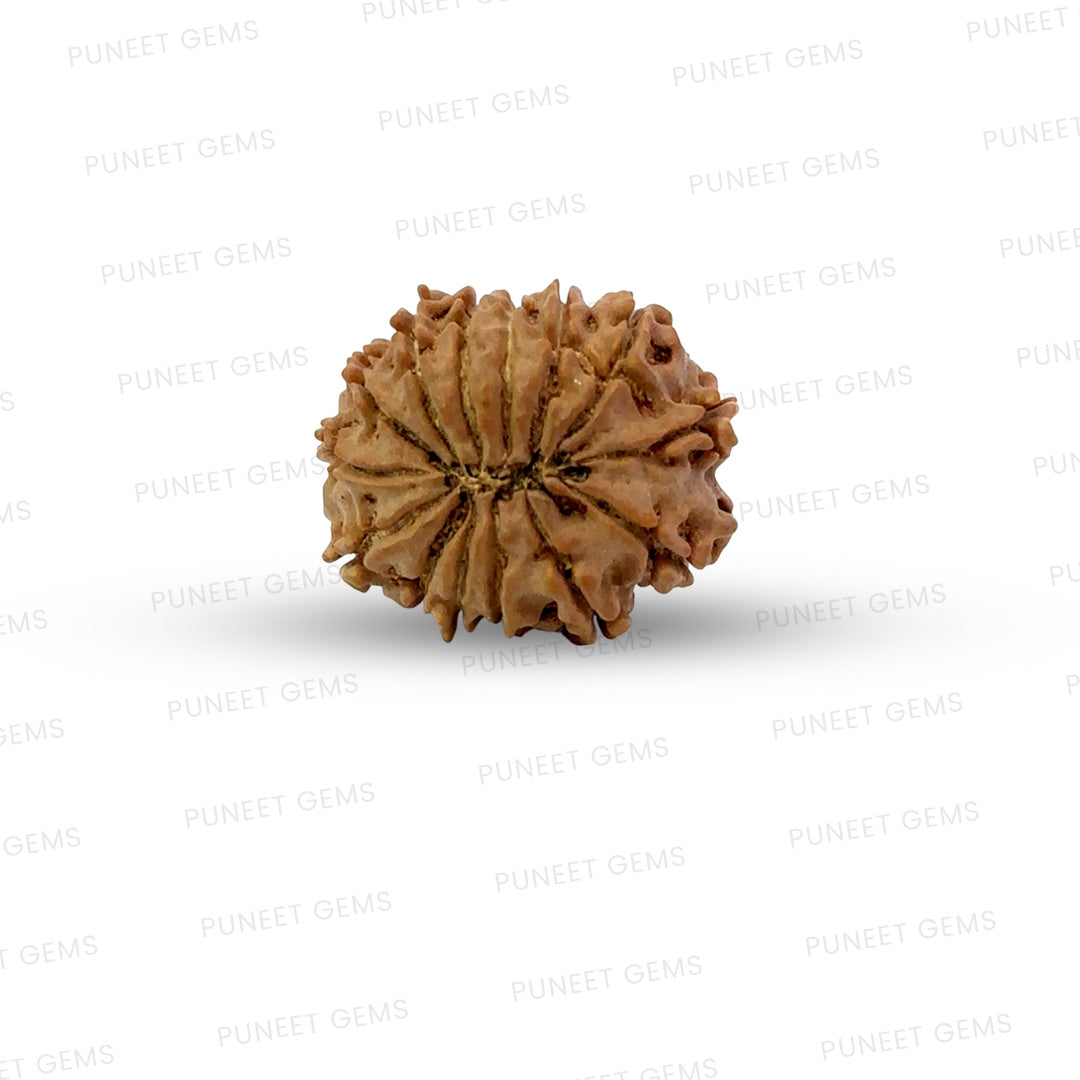 🌿 14 Mukhi Nepali Rudraksha (Natural & Certified). Medium