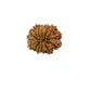 🌿 14 Mukhi Nepali Rudraksha (Natural & Certified). Medium