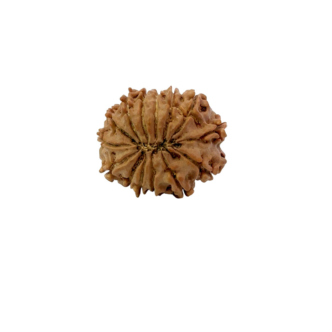 🌿 14 Mukhi Nepali Rudraksha (Natural & Certified). Medium
