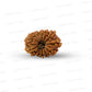 🌿 14 Mukhi Nepali Rudraksha (Natural & Certified). Medium