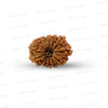 🌿 14 Mukhi Nepali Rudraksha (Natural & Certified). Medium