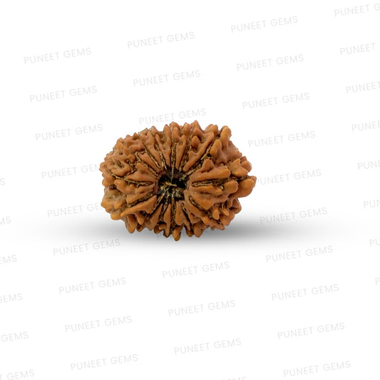 🌿 14 Mukhi Nepali Rudraksha (Natural & Certified). Medium