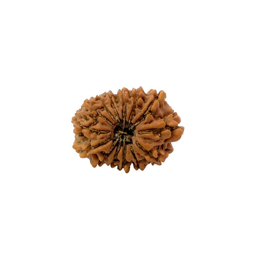 🌿 14 Mukhi Nepali Rudraksha (Natural & Certified). Medium