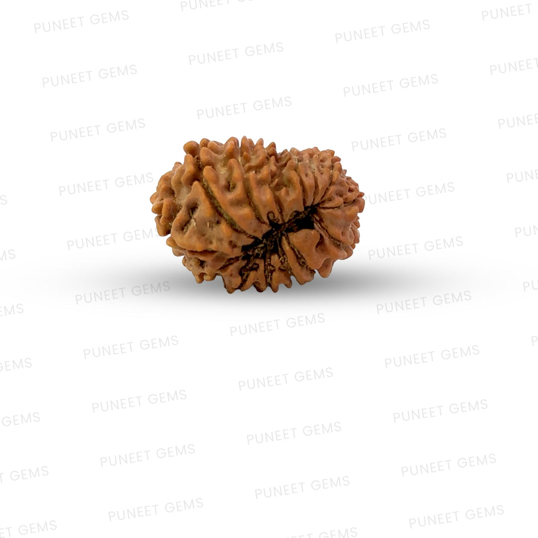 🌿 14 Mukhi Nepali Rudraksha (Natural & Certified). Medium