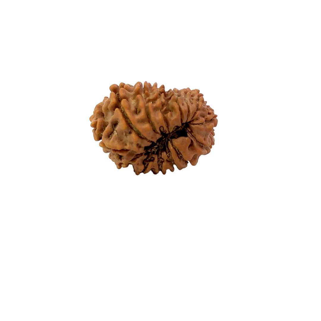 🌿 14 Mukhi Nepali Rudraksha (Natural & Certified). Medium
