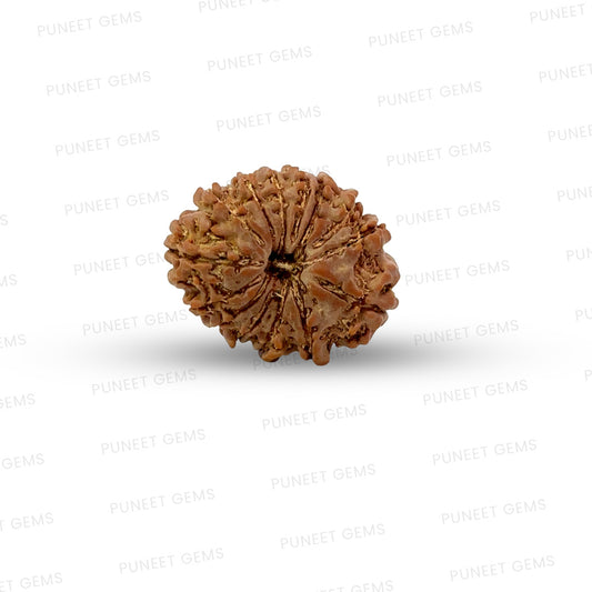 🌿 14 Mukhi Nepali Rudraksha (Natural & Certified). Medium