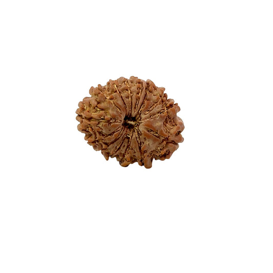 🌿 14 Mukhi Nepali Rudraksha (Natural & Certified). Medium
