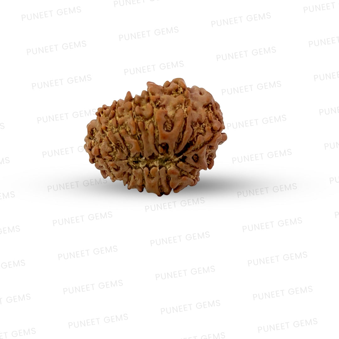 🌿 14 Mukhi Nepali Rudraksha (Natural & Certified). Medium