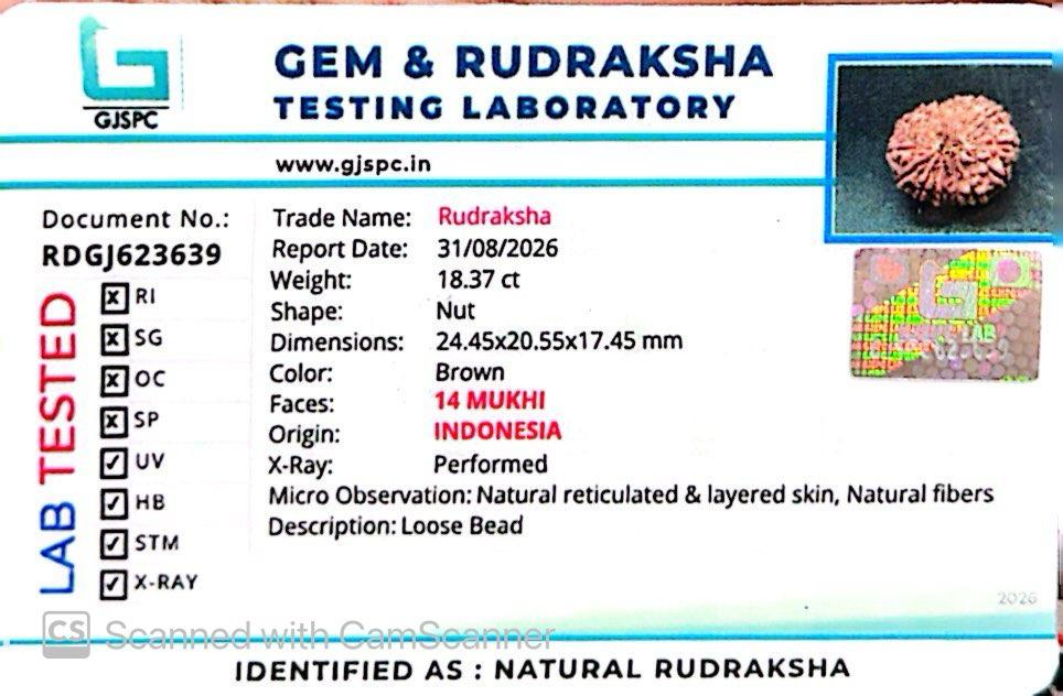 🌿 14 Mukhi Nepali Rudraksha (Natural & Certified). Super Collector