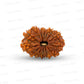 15 Mukhi Rudraksha (Fifteen Faced Rudraksha) – Rare & Powerful Bead