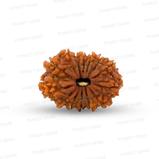 15 Mukhi Rudraksha (Fifteen Faced Rudraksha) – Rare & Powerful Bead