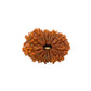 15 Mukhi Rudraksha (Fifteen Faced Rudraksha) – Rare & Powerful Bead