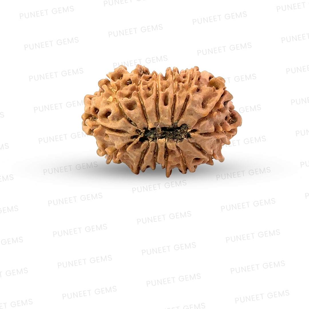 15 Mukhi Rudraksha (Fifteen Faced Rudraksha) – Rare & Powerful Bead
