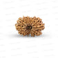15 Mukhi Rudraksha (Fifteen Faced Rudraksha) – Rare & Powerful Bead