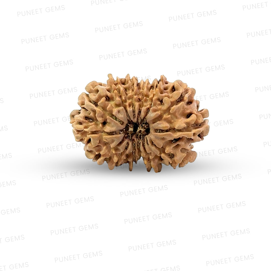 15 Mukhi Rudraksha (Fifteen Faced Rudraksha) – Rare & Powerful Bead