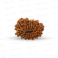 15 Mukhi Rudraksha (Fifteen Faced Rudraksha) – Rare & Powerful Bead