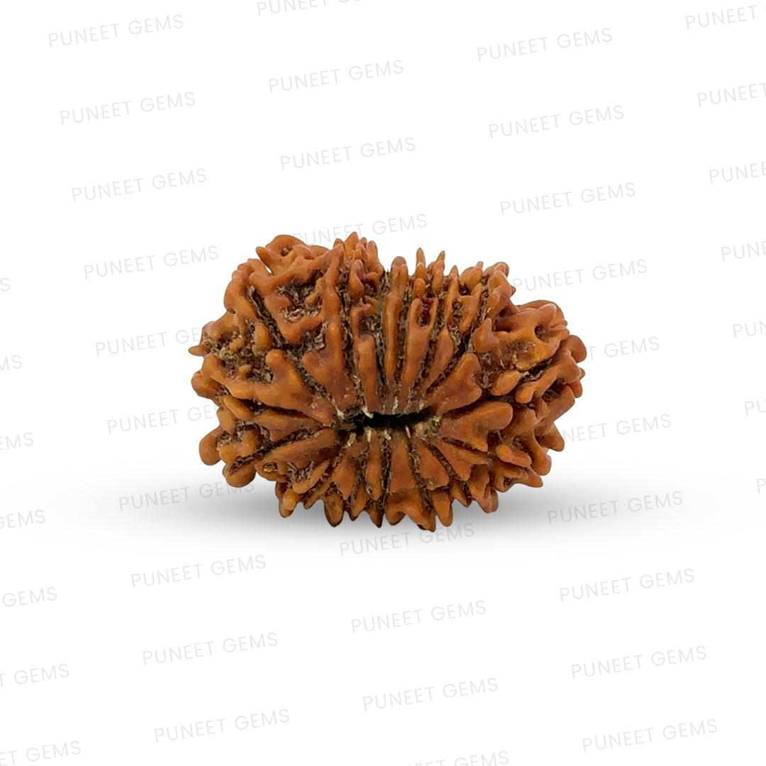 15 Mukhi Rudraksha (Fifteen Faced Rudraksha) – Rare & Powerful Bead