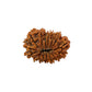 15 Mukhi Rudraksha (Fifteen Faced Rudraksha) – Rare & Powerful Bead