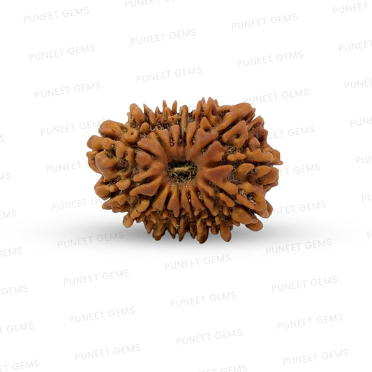 15 Mukhi Rudraksha (Fifteen Faced Rudraksha) – Rare & Powerful Bead