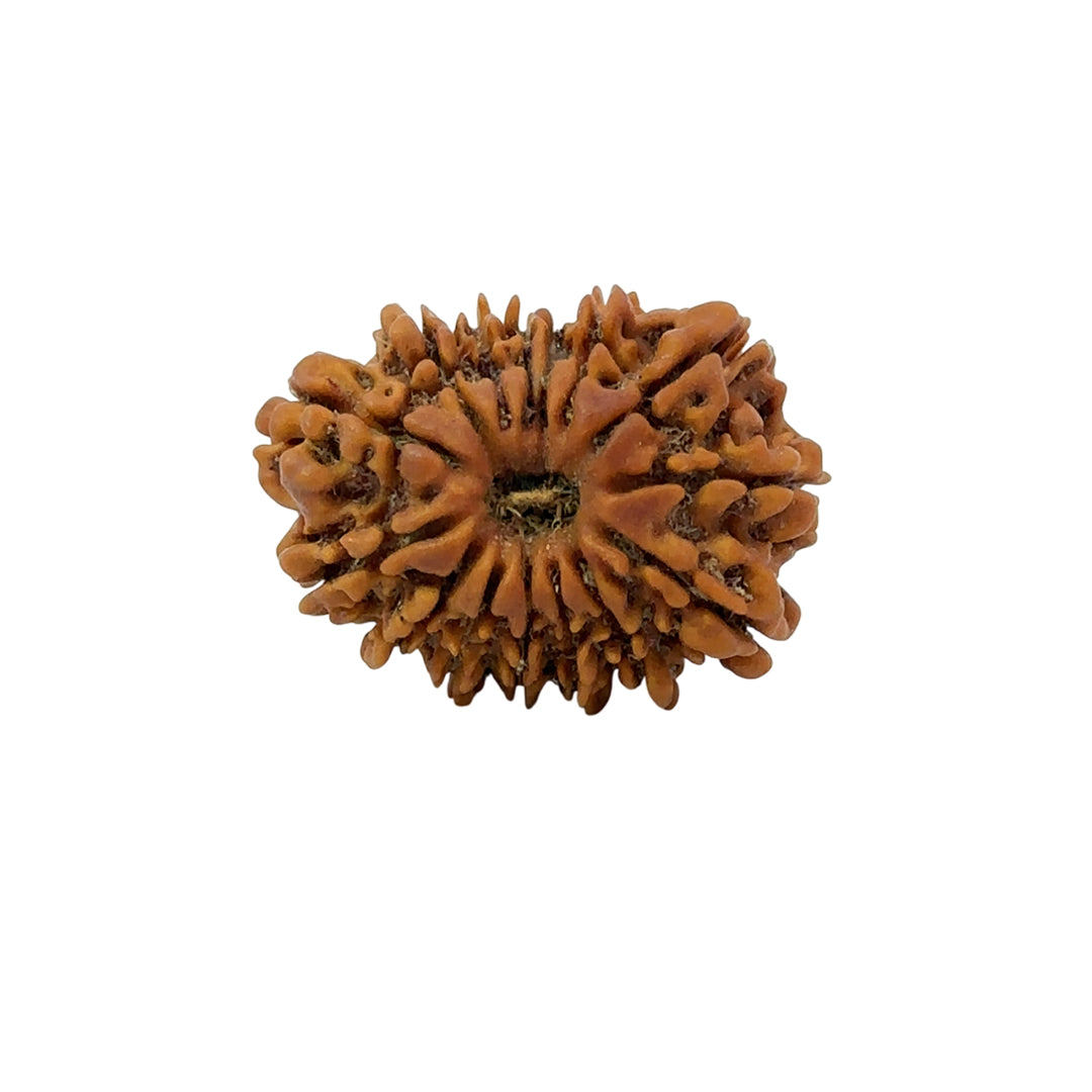 15 Mukhi Rudraksha (Fifteen Faced Rudraksha) – Rare & Powerful Bead