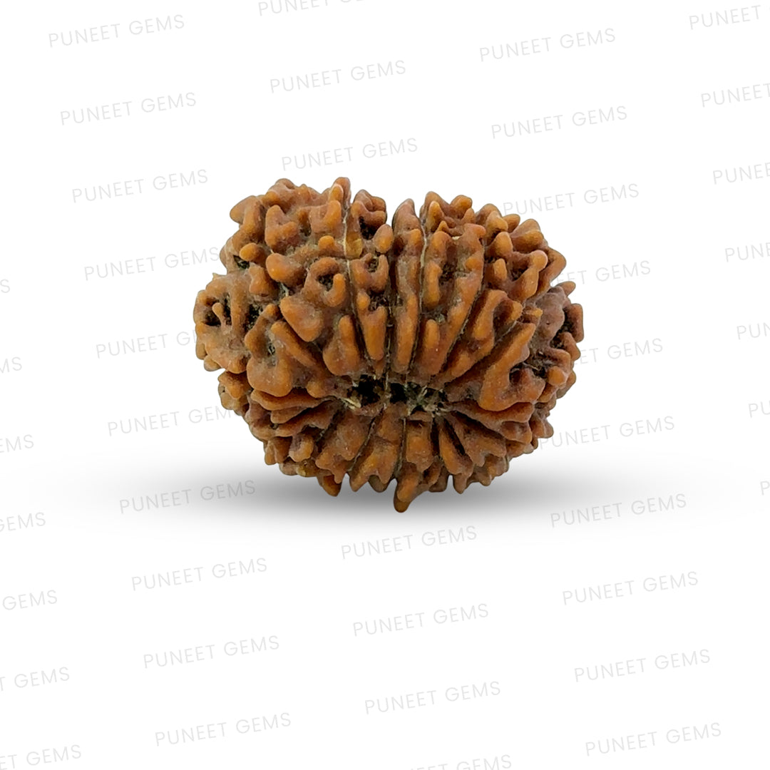 15 Mukhi Rudraksha (Fifteen Faced Rudraksha) – Rare & Powerful Bead