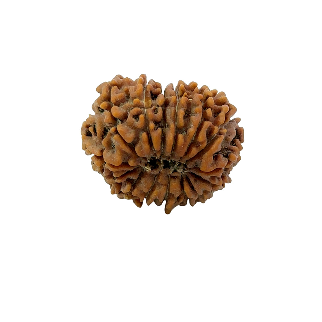 15 Mukhi Rudraksha (Fifteen Faced Rudraksha) – Rare & Powerful Bead