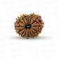 15 Mukhi Rudraksha (Fifteen Faced Rudraksha) – Rare & Powerful Bead