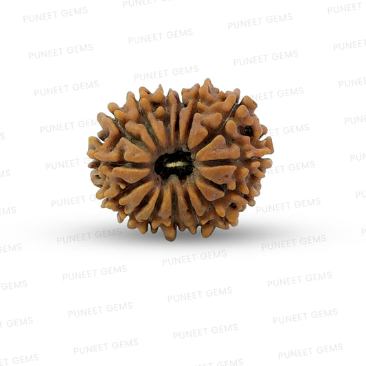 15 Mukhi Rudraksha (Fifteen Faced Rudraksha) – Rare & Powerful Bead