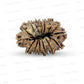15 Mukhi Rudraksha (Fifteen Faced Rudraksha) – Rare & Powerful Bead
