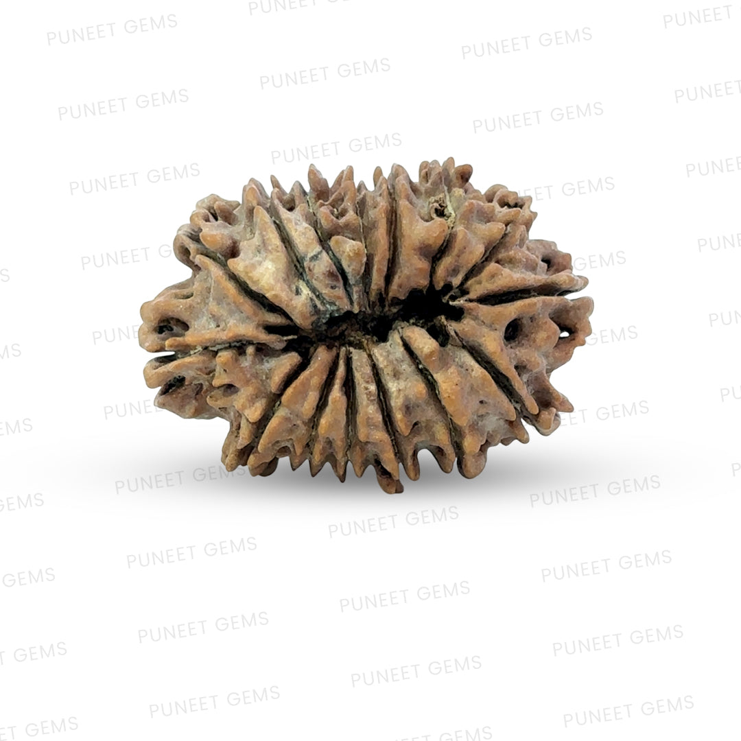 15 Mukhi Rudraksha (Fifteen Faced Rudraksha) – Rare & Powerful Bead