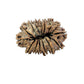15 Mukhi Rudraksha (Fifteen Faced Rudraksha) – Rare & Powerful Bead