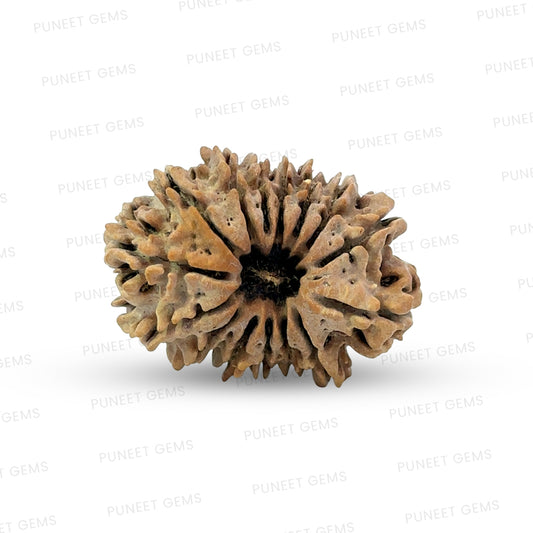 15 Mukhi Rudraksha (Fifteen Faced Rudraksha) – Rare & Powerful Bead