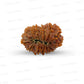 15 Mukhi Rudraksha (Fifteen Faced Rudraksha) – Rare & Powerful Bead