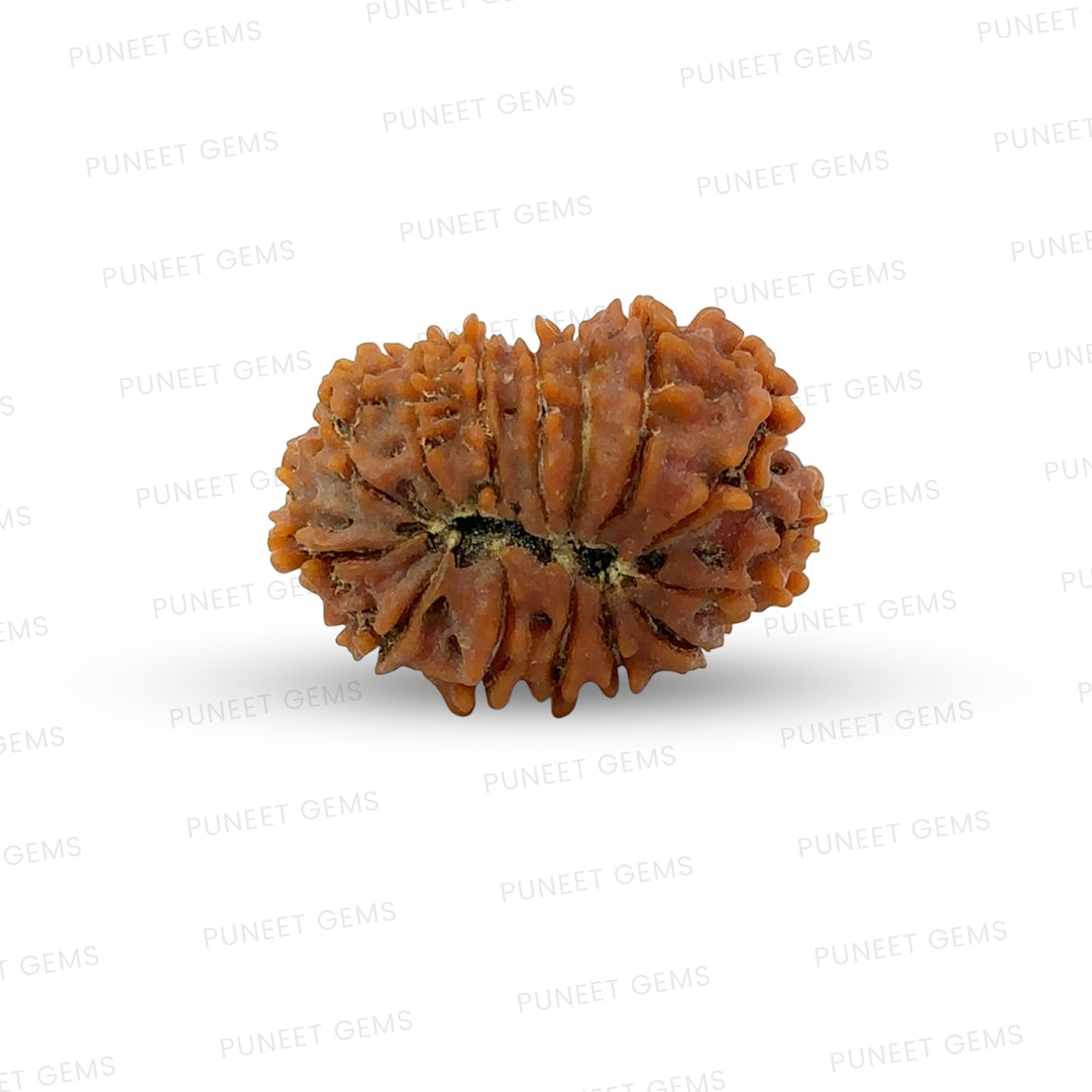 15 Mukhi Rudraksha (Fifteen Faced Rudraksha) – Rare & Powerful Bead