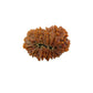 15 Mukhi Rudraksha (Fifteen Faced Rudraksha) – Rare & Powerful Bead