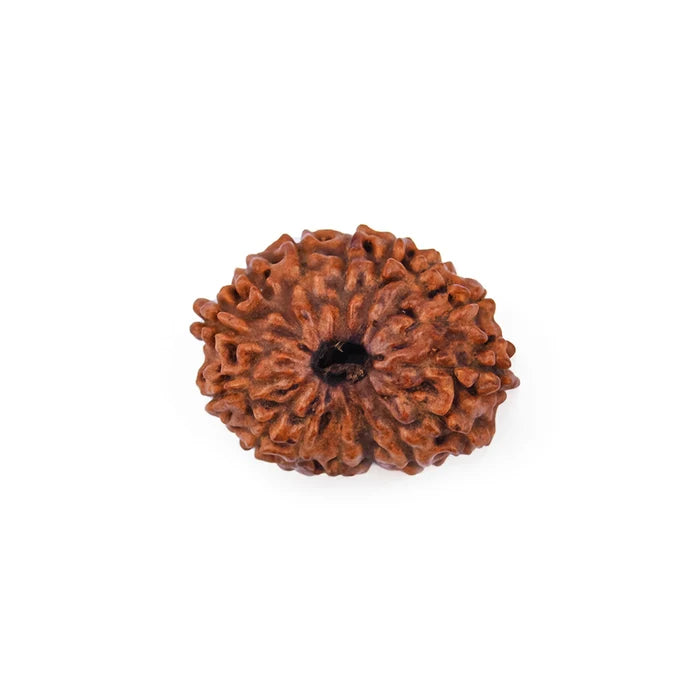 18 Mukhi