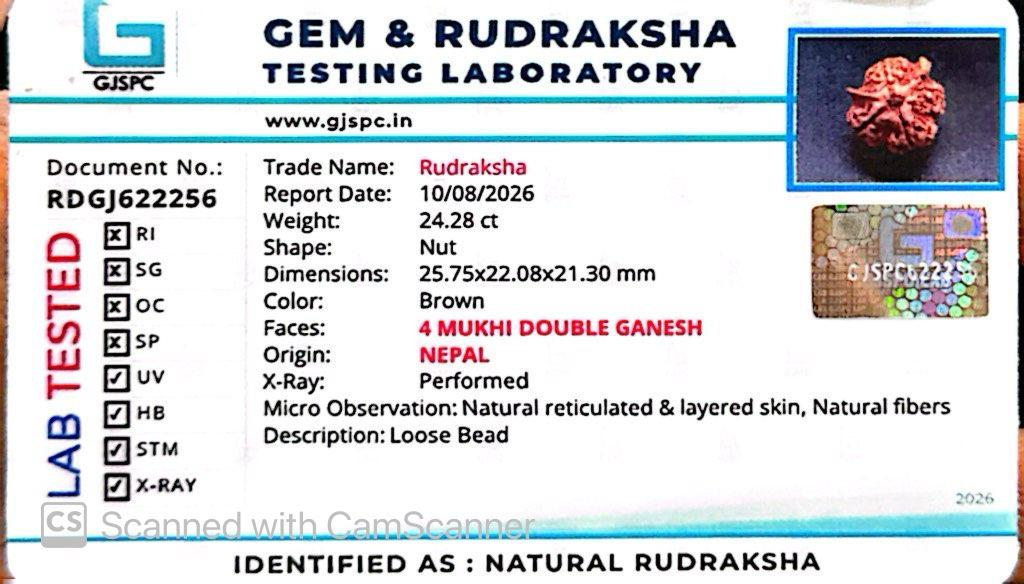 Nepali 4 Mukhi Double Ganesh Rudraksha