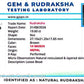 🌿 14 Mukhi Nepali Rudraksha (Natural & Certified). Medium